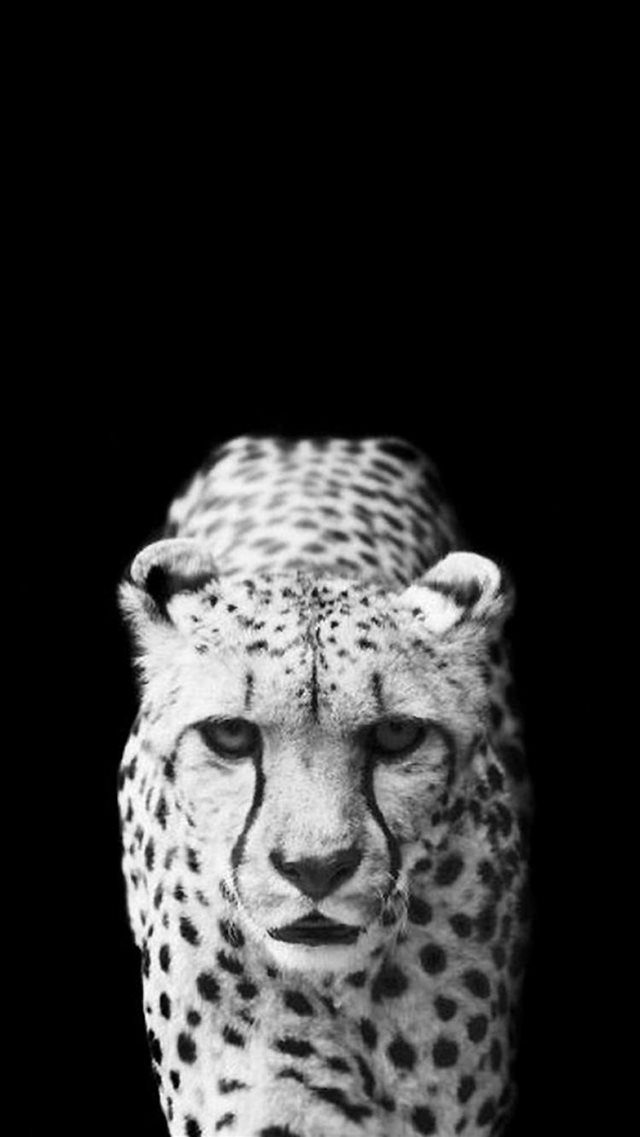 Cool Leopard Dark Animal Wallpaper iPhone 8 wallpaper 