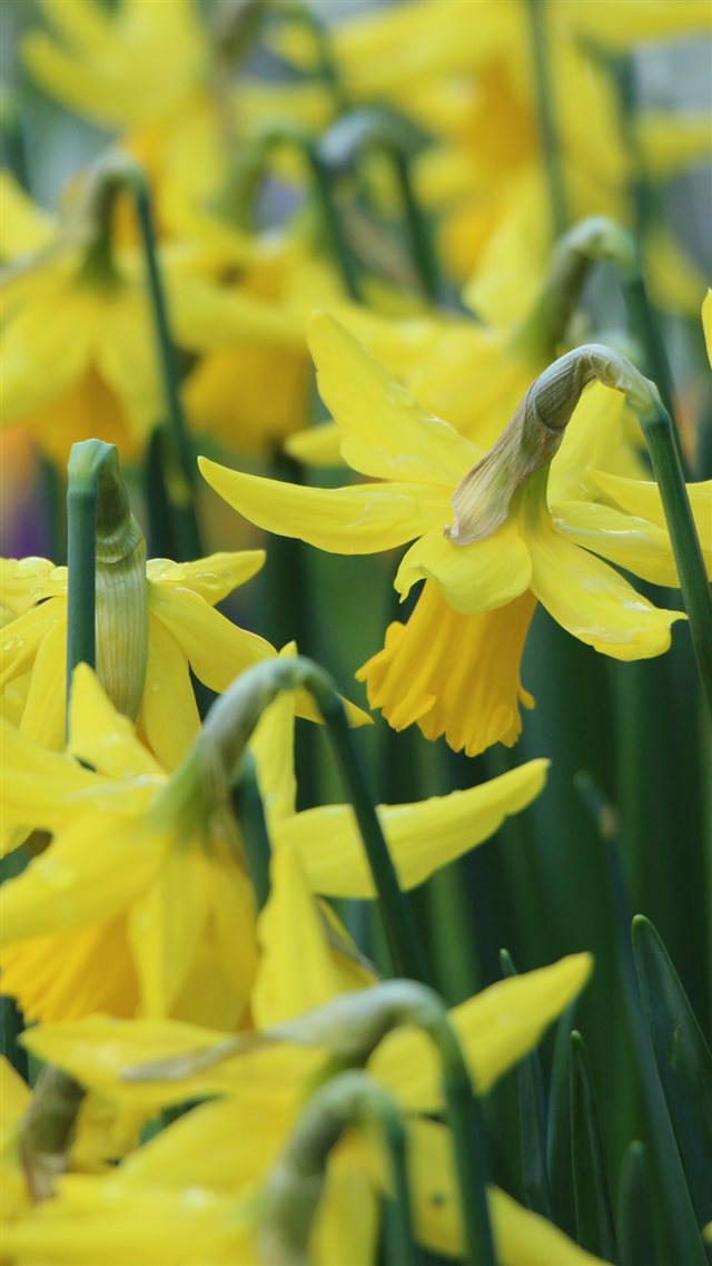 Narcissus Flowers Buds Stems iPhone 8 wallpaper 