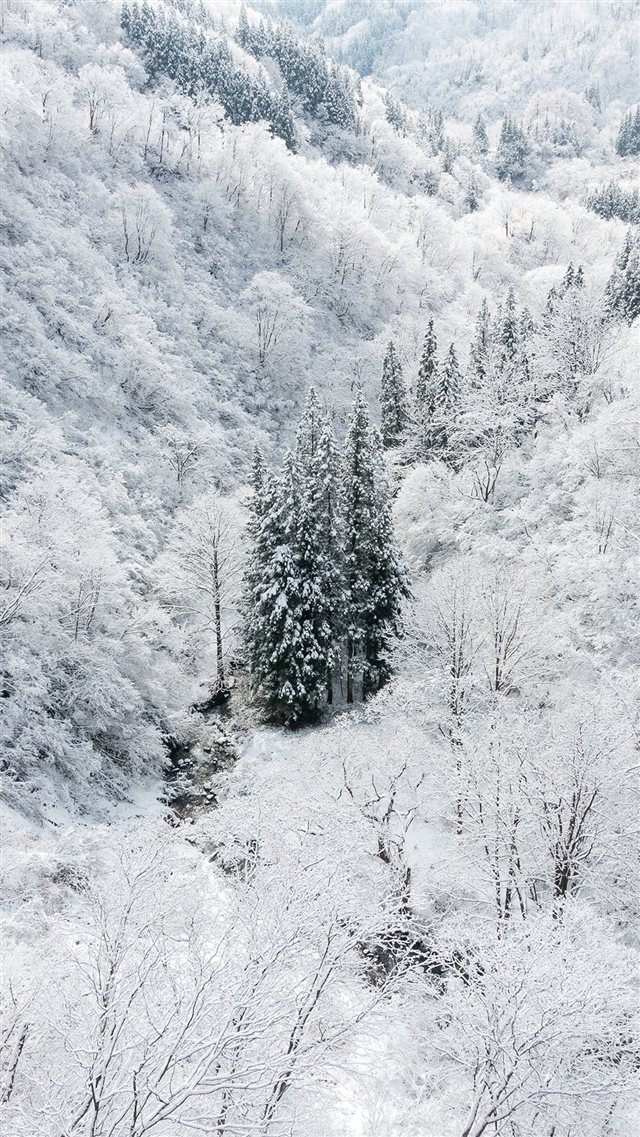 Winter White Snow Wood Forest Mountain iPhone 8 wallpaper 