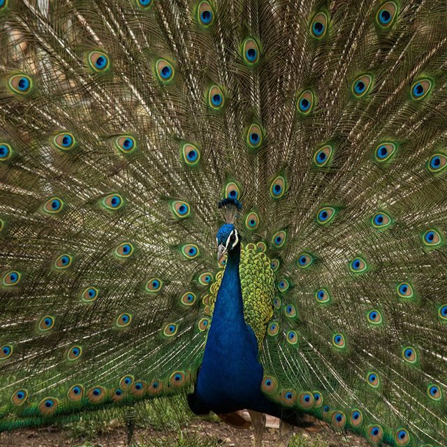 Peacock Animal Beautiful Nature iPad wallpaper 