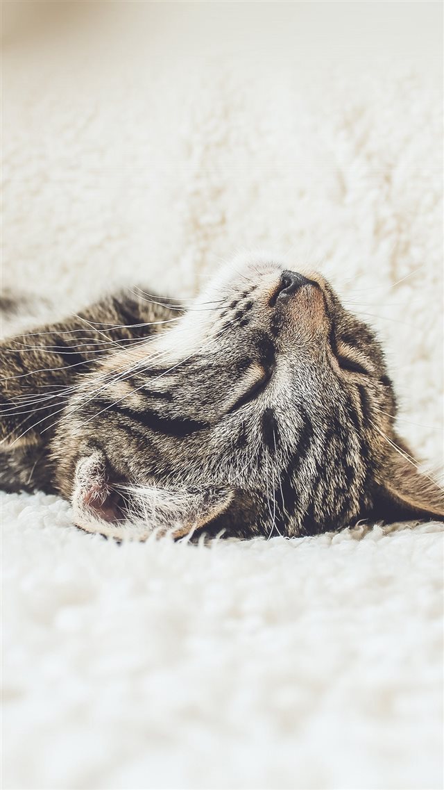 Animal Cute Pet Kitten Nap Sleep iPhone 8 wallpaper 
