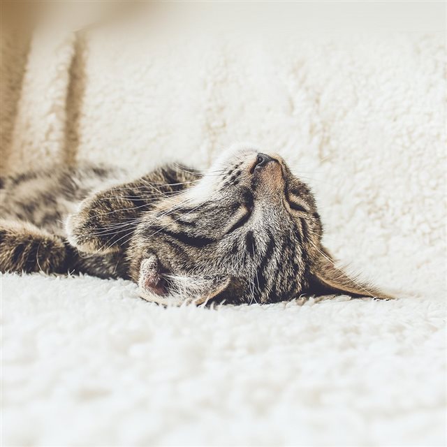 Animal Cute Pet Kitten Nap Sleep iPad wallpaper 