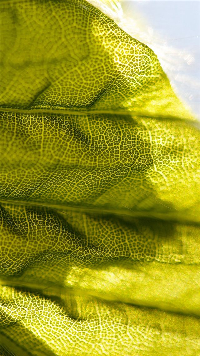 Lifelines Leaf Flower Pattern Green iPhone 8 wallpaper 