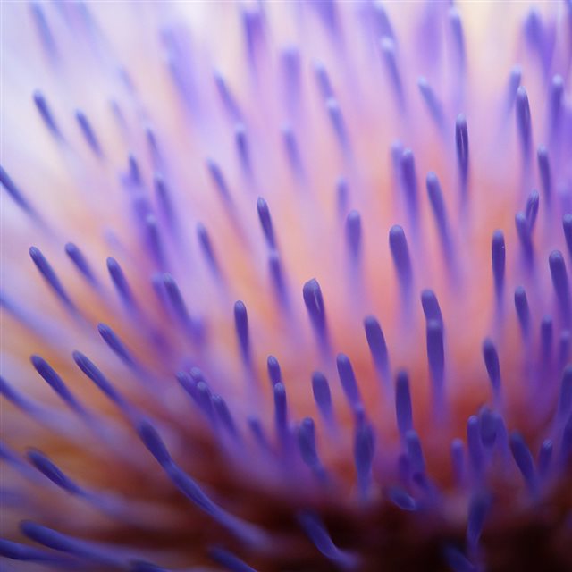 Flower Zoom Inside Purple Pattern iPad wallpaper 