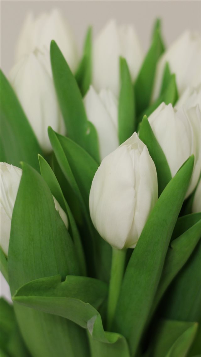 Tulips Flowers Bouquet White iPhone 8 wallpaper 