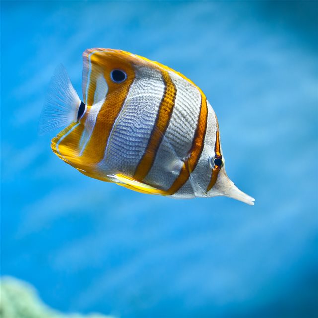 Nature Undersea Ocean Stripes Of Gold Fish iPad wallpaper 