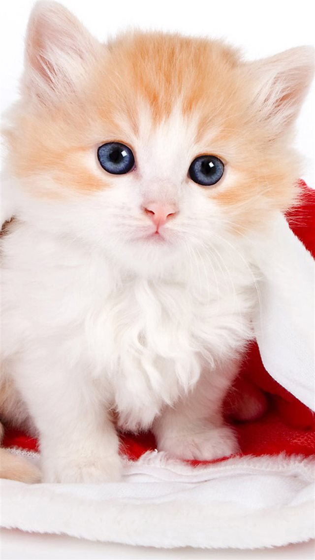 Cute Lovely Christmas Hat Kitten iPhone 8 wallpaper 