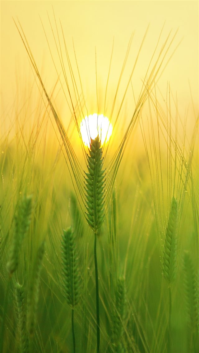 Sunny Barley Field Sun iPhone 8 wallpaper 
