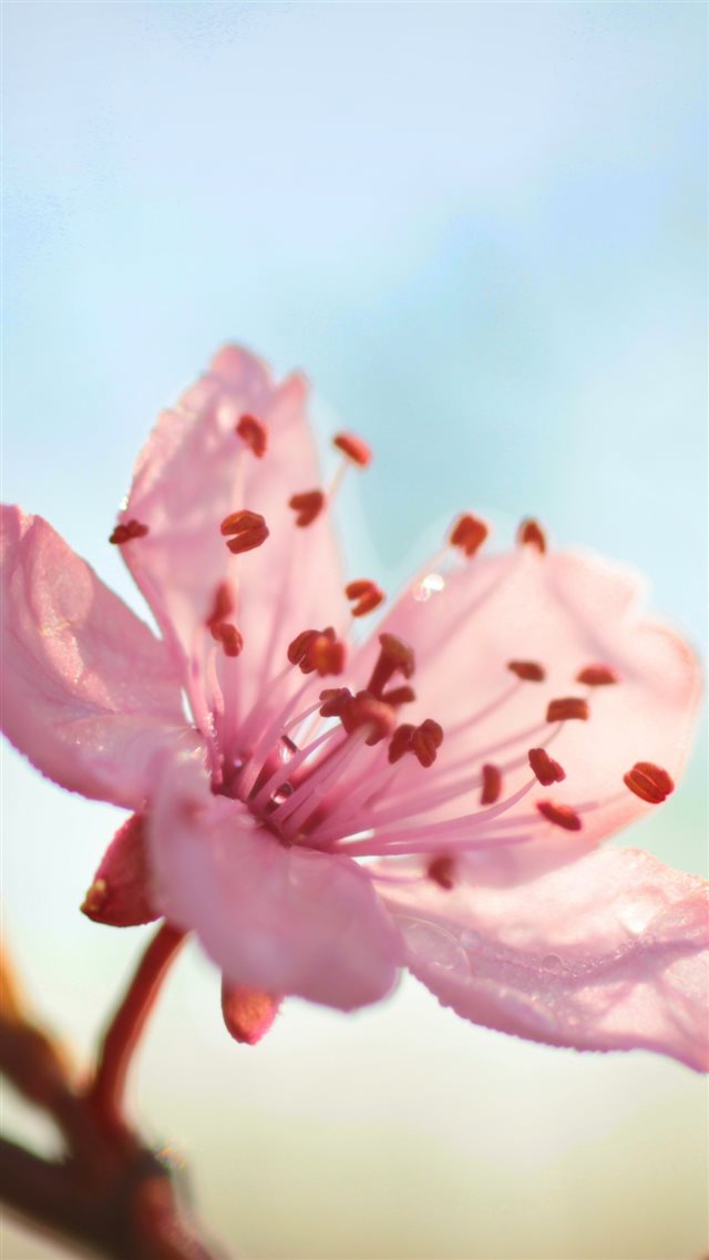 Flower Bloom Branch Spring iPhone 8 wallpaper 