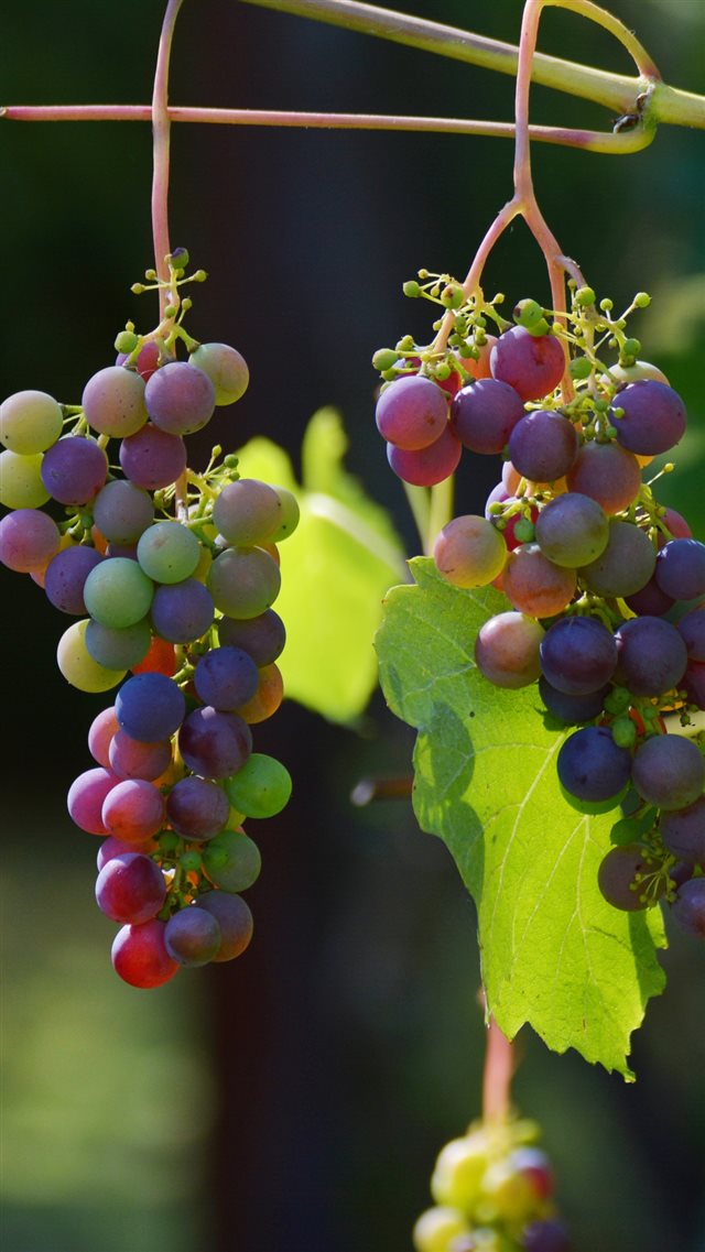 Grapes Vines Berries iPhone 8 wallpaper 