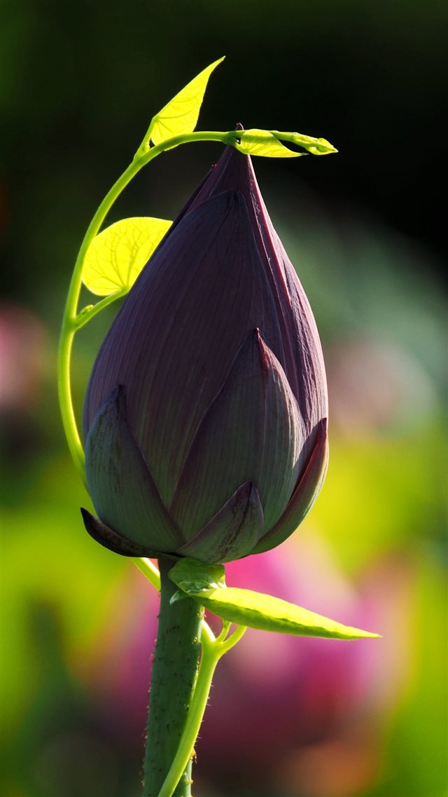 Lotus Bud Blur Stem iPhone 8 wallpaper 