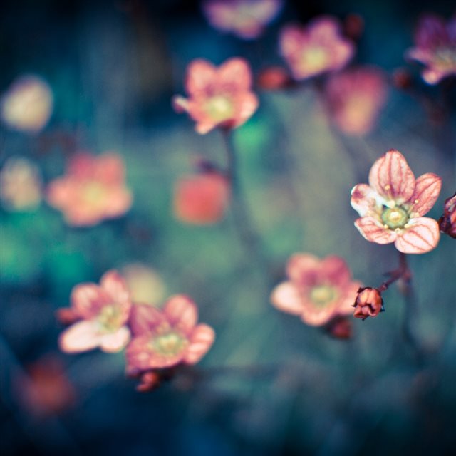 Pure Little Flower Bloomy Field Blurry iPad wallpaper 