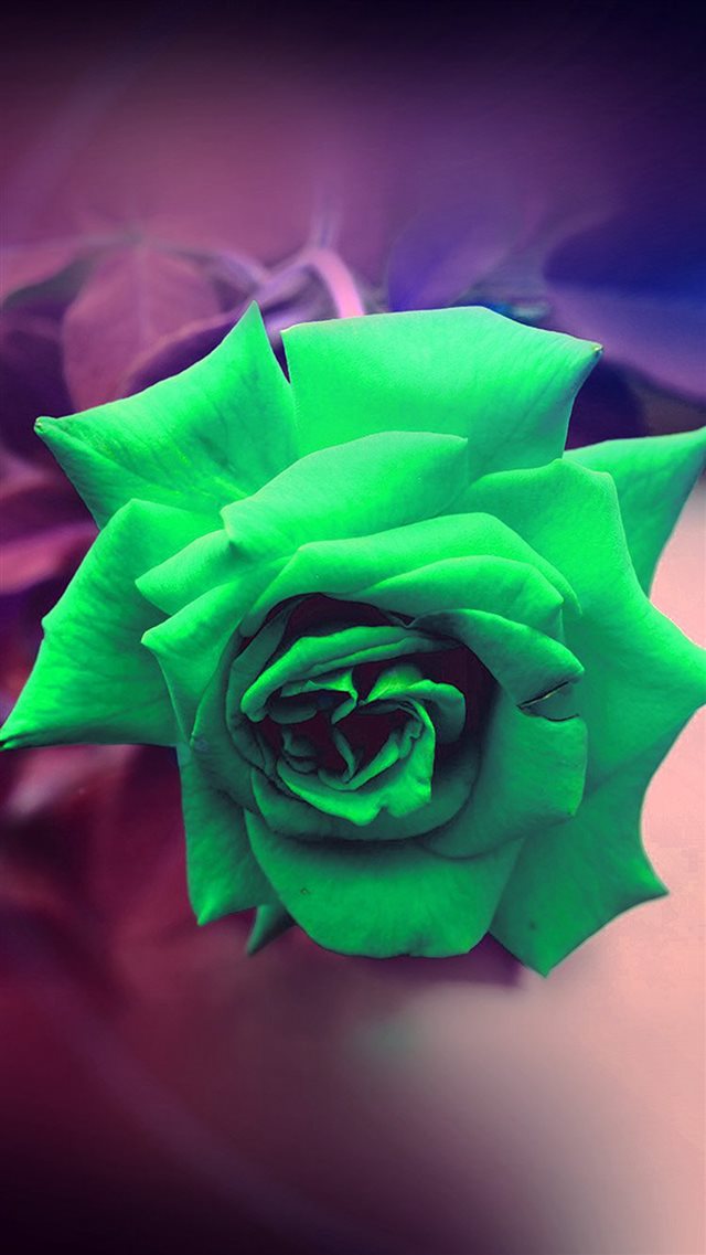 Green Rose Nature Flower Wood Love Valentine Flare iPhone 8 wallpaper 