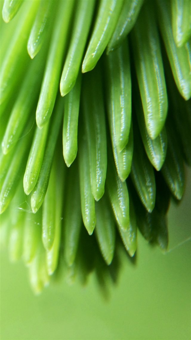 Plant Branch Close Up Blurred iPhone 8 wallpaper 