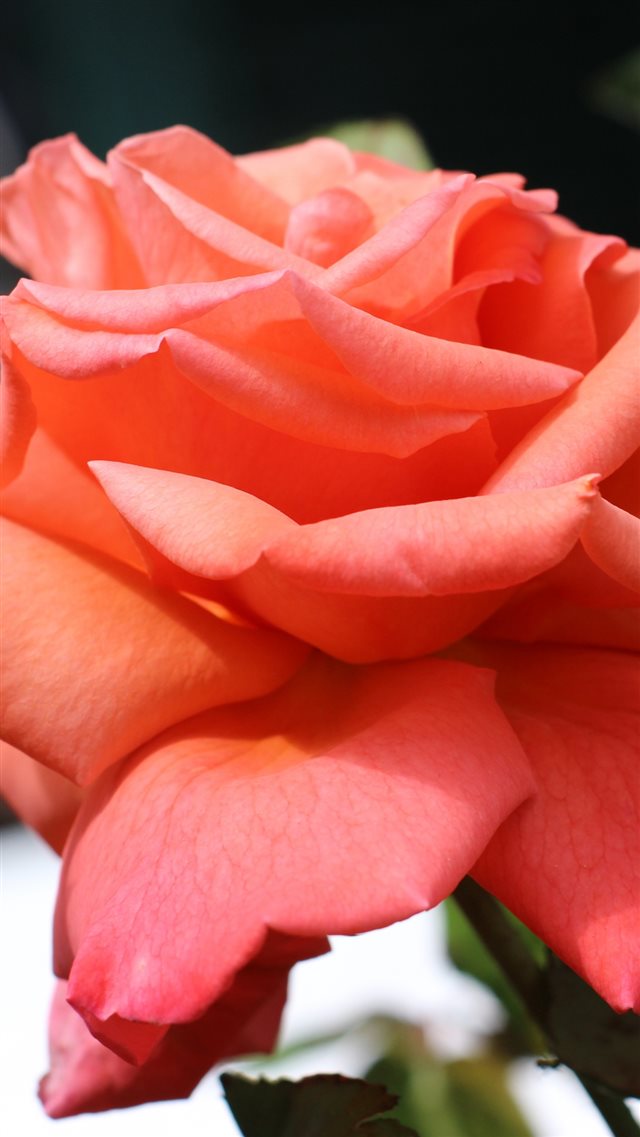 Rose Bud Petals Close Up iPhone 8 wallpaper 