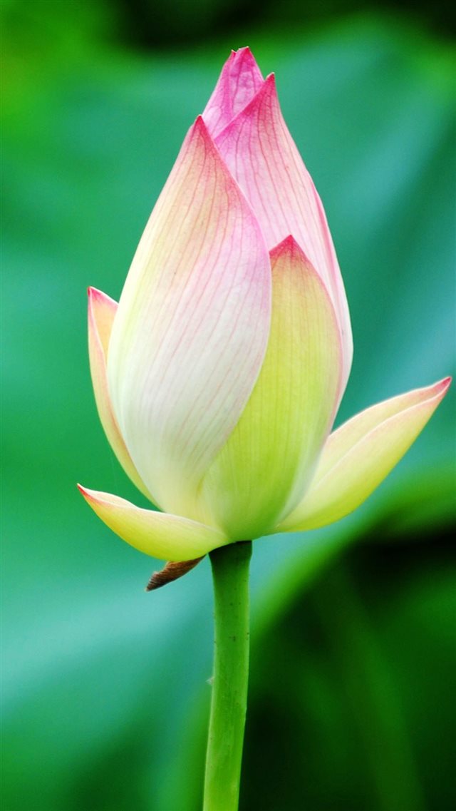 Pure Beautiful Lotus Flower Bud Macro Bokeh iPhone 8 wallpaper 