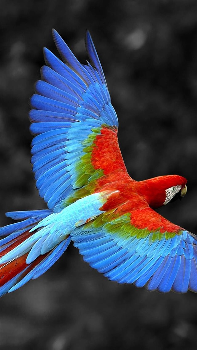 Brazil Parrot Colorful Feather iPhone 8 wallpaper 