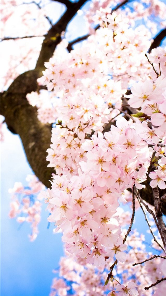 Bright Sunny Flowers Blossom Tree iPhone 8 wallpaper 