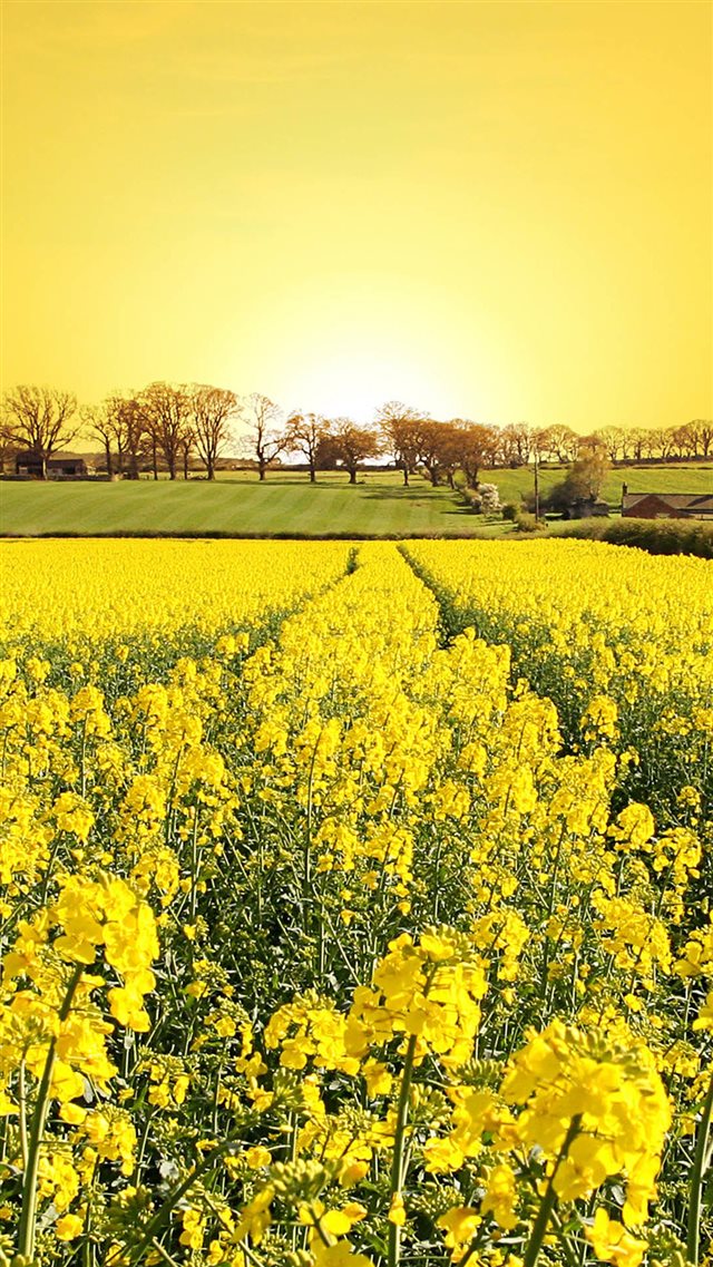 Golden Canola Flowers iPhone 8 wallpaper 