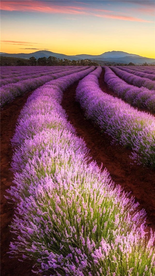 Lavender Farming Land Wonderful Fariy iPhone 8 wallpaper 