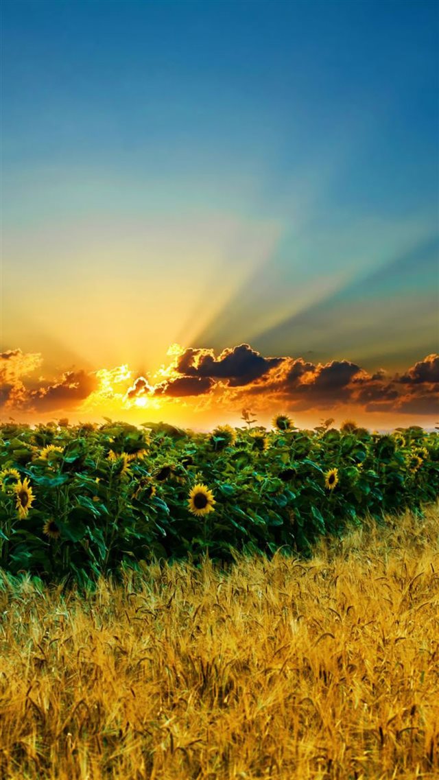 Natural Scenery Sunflowers iPhone 8 wallpaper 