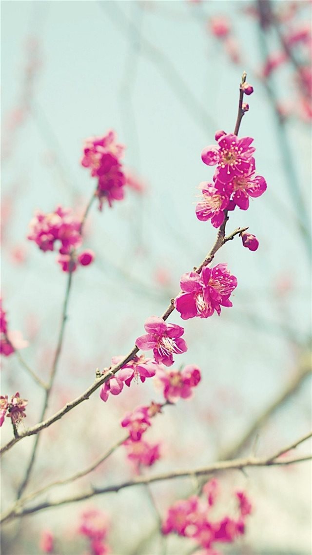 Peach Blossom Spring Nature Branch iPhone 8 wallpaper 
