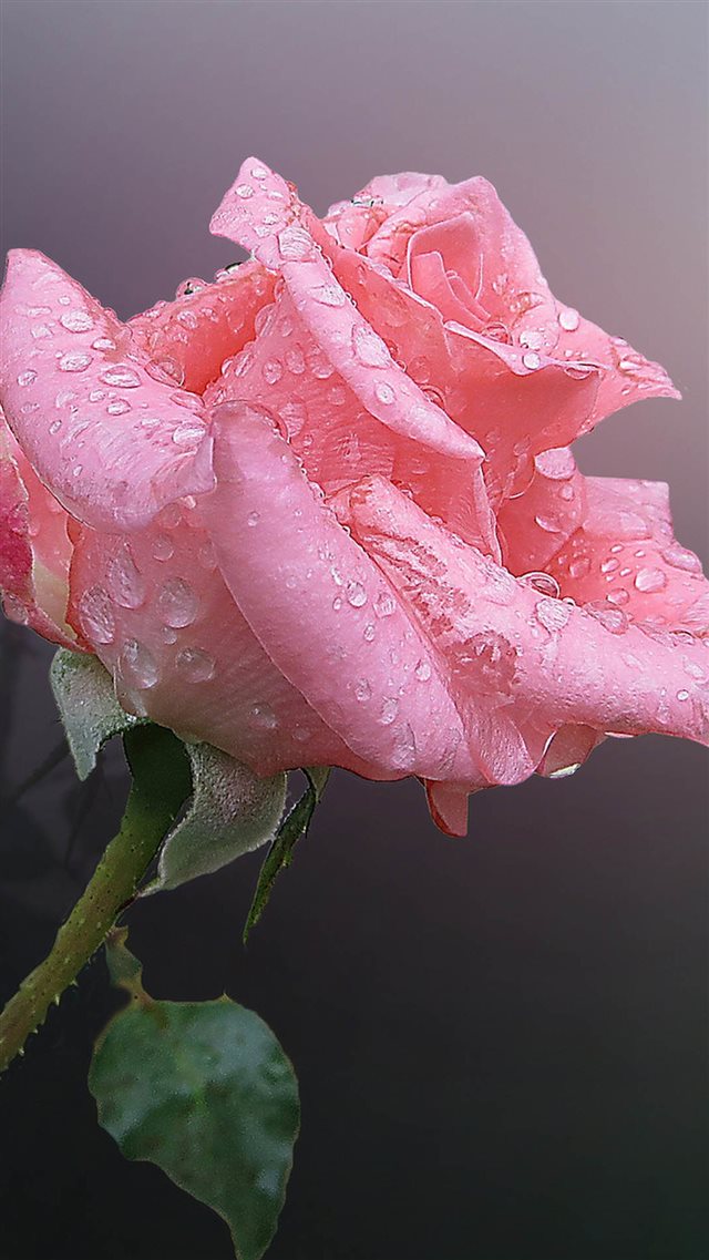 Pink Chinese Rose Flower With Water Drops iPhone 8 wallpaper 