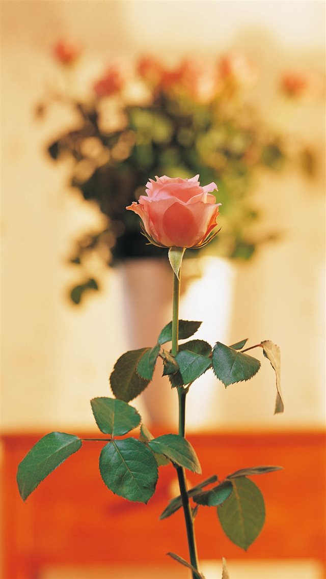 Pure Elegant Pink Rose Vase Bokeh Blurry iPhone 8 wallpaper 