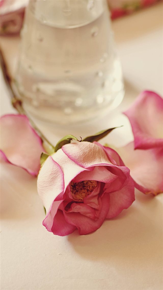 Pure Rose On The Table iPhone 8 wallpaper 