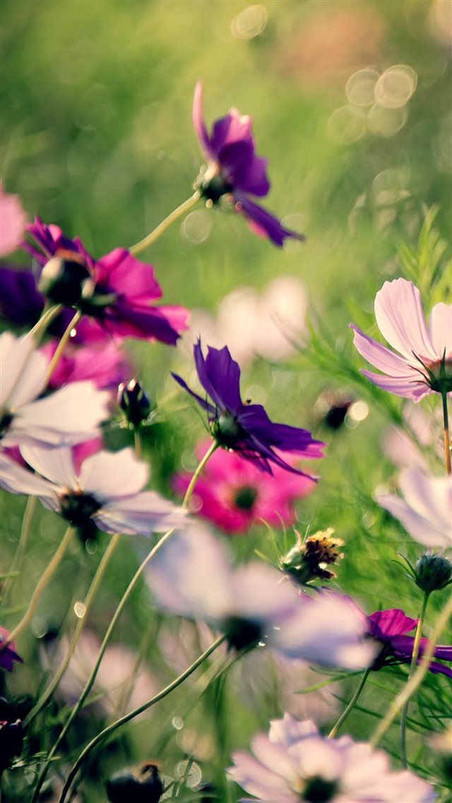 Some Beautiful Galsang Flower iPhone 8 wallpaper 