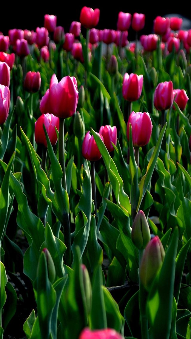 Nature Wild Tulips Garden Field iPhone 8 wallpaper 