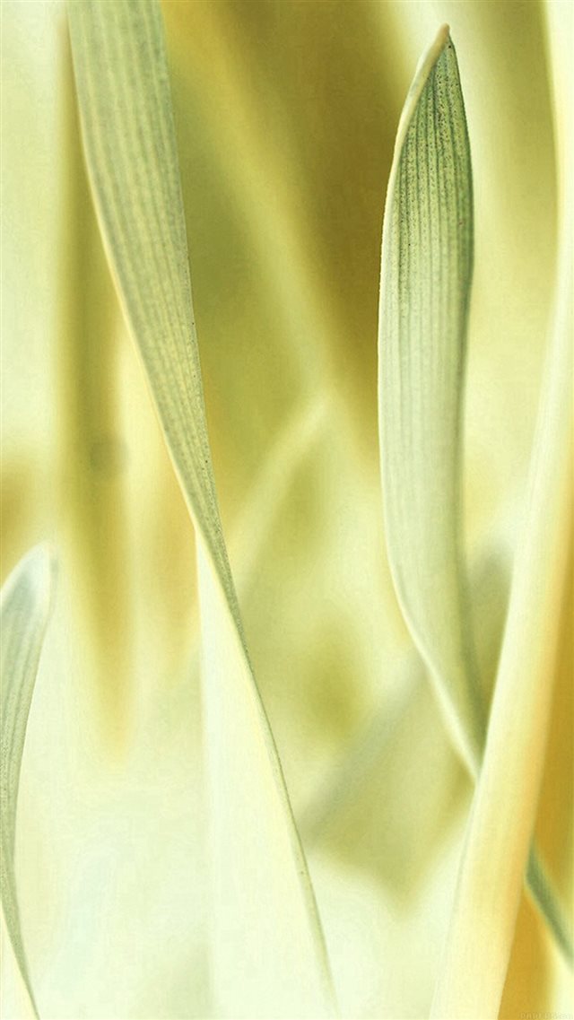 Leaf Grass White Bokeh Nature iPhone 8 wallpaper 