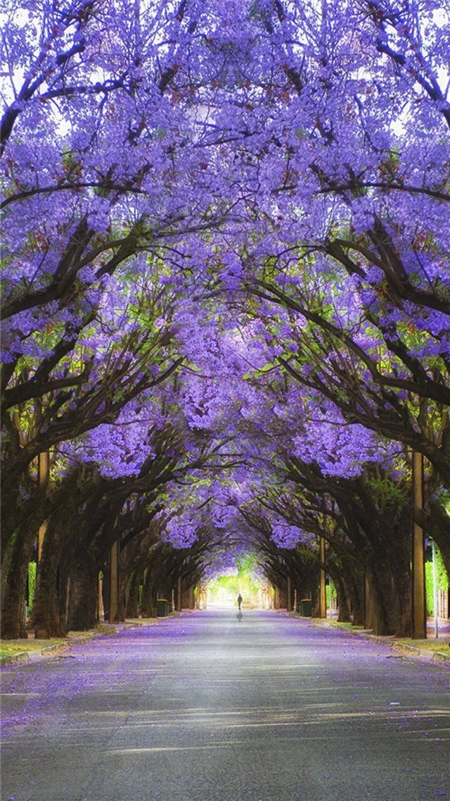 Nature Campus Street Lonely Wakling iPhone 8 wallpaper 