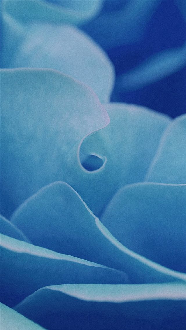 Rose Flower Leaf Blue iPhone 8 wallpaper 
