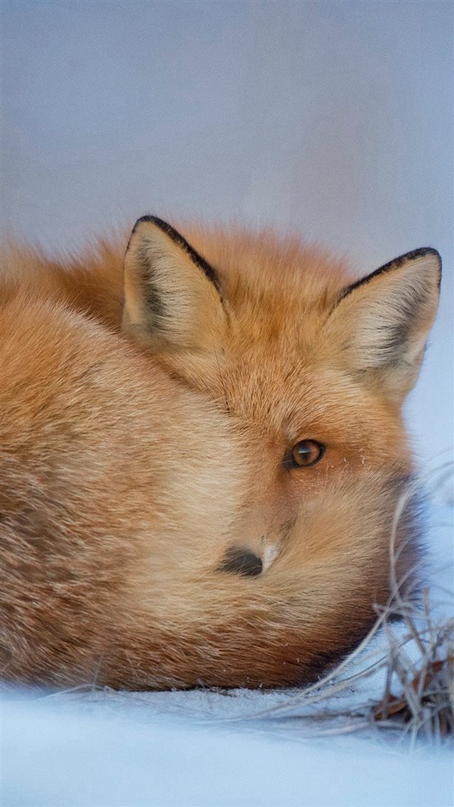 Fox Cold Winter Red Nature iPhone 8 wallpaper 