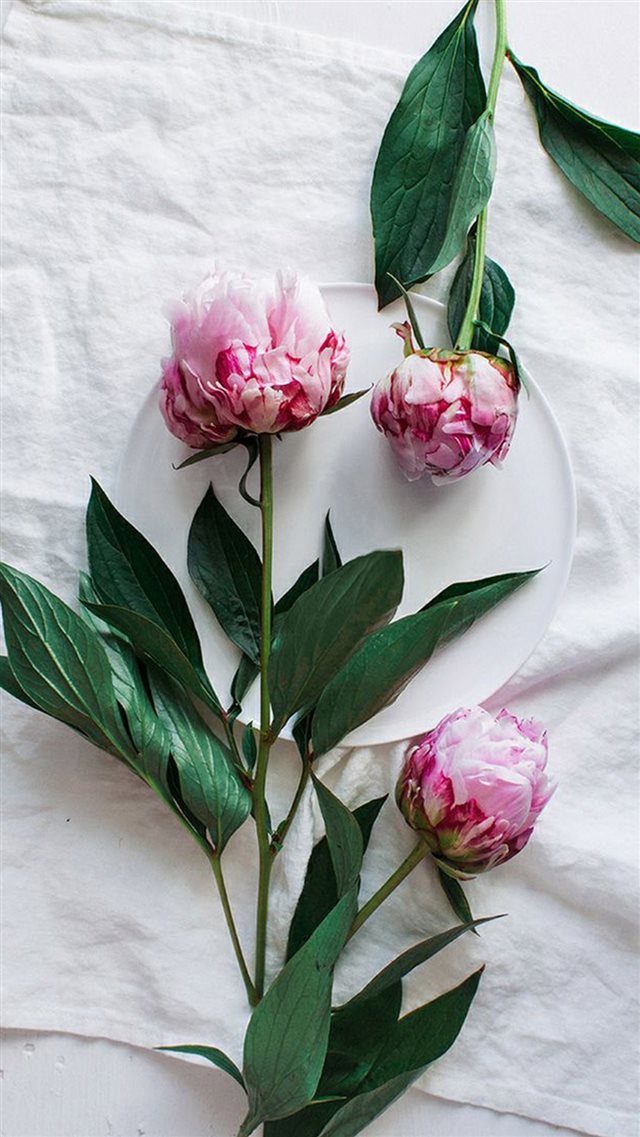 Pure Fresh Elegant Flower Plant Plate iPhone 8 wallpaper 