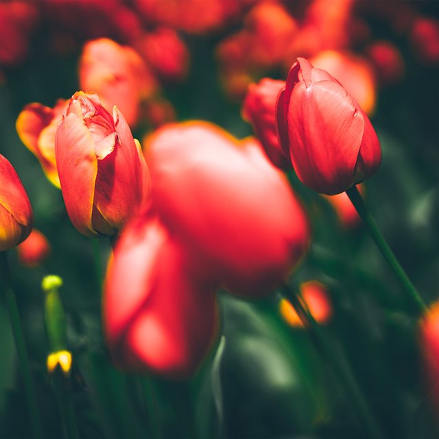 Tulips Red Flower Nature Spring iPad wallpaper 