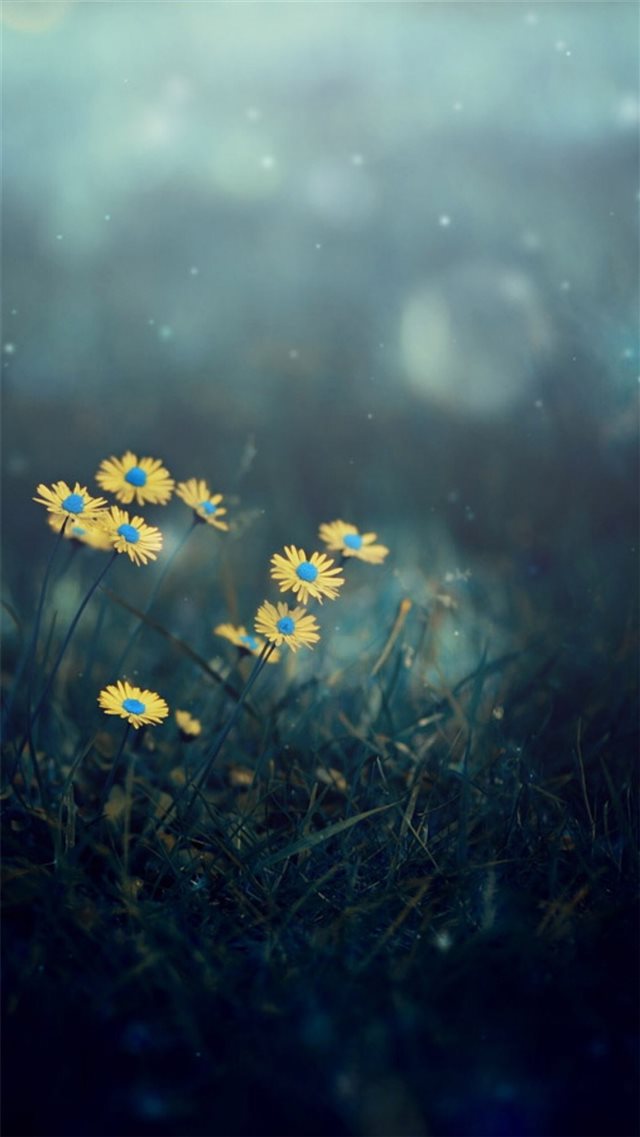 Night Dark Little Daisy Flower Lawn Grassland Bokeh iPhone 8 wallpaper 