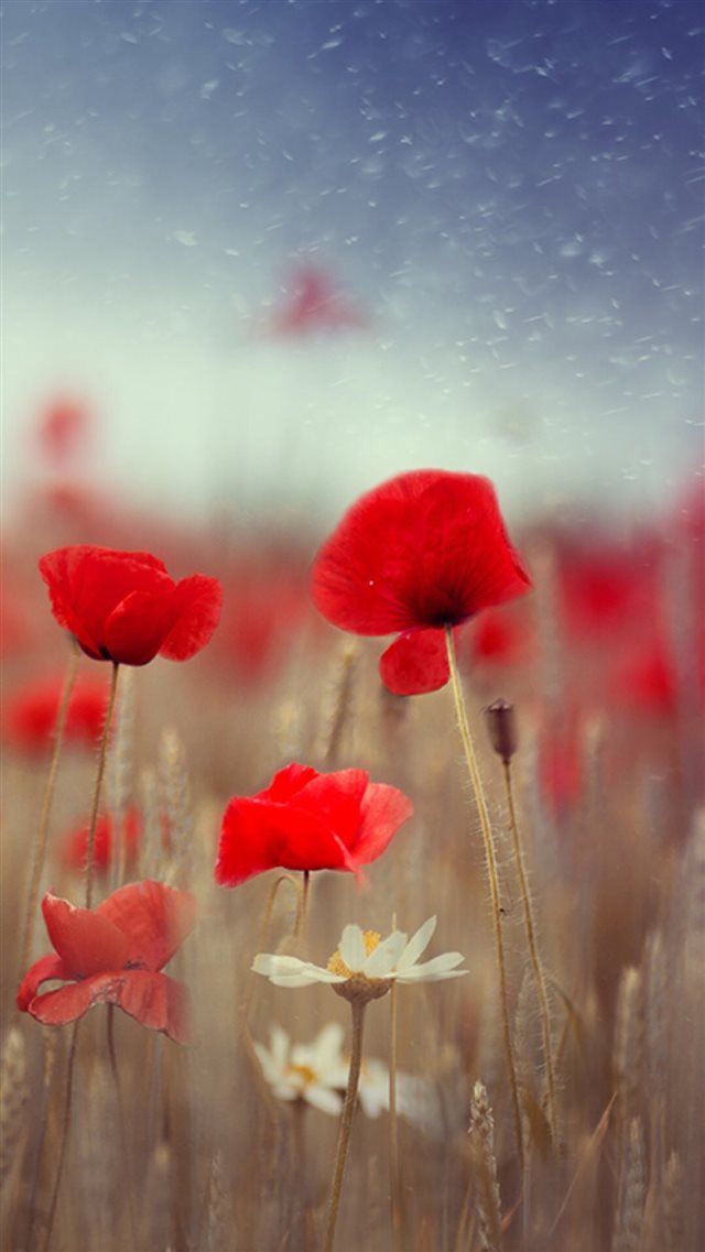 Fantasy Poppy Flower Field Plant Blur iPhone 8 wallpaper 