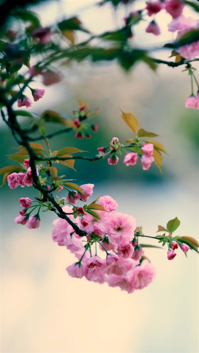 Nature Spring Plum Branch Bokeh Blur iPhone 8 wallpaper 