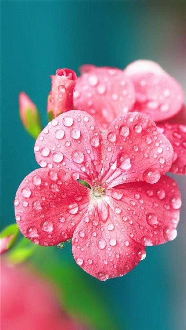  Pure Dew Wet Wild Flower Macro iPhone 8 wallpaper 