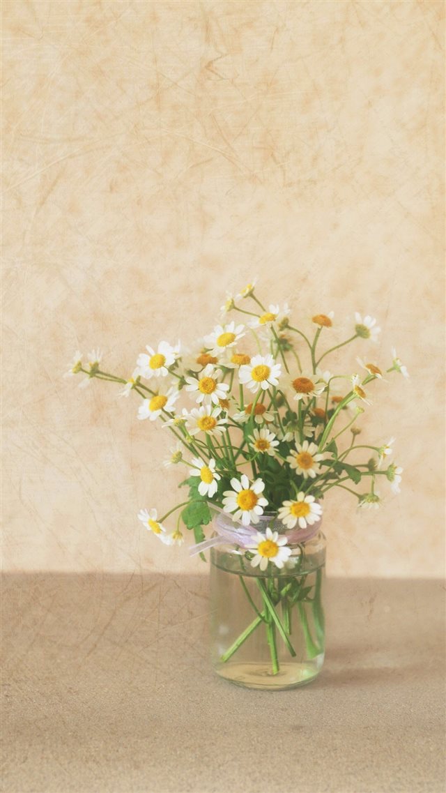 Pure Simple Daisy Flower Water Glass Vase iPhone 8 wallpaper 