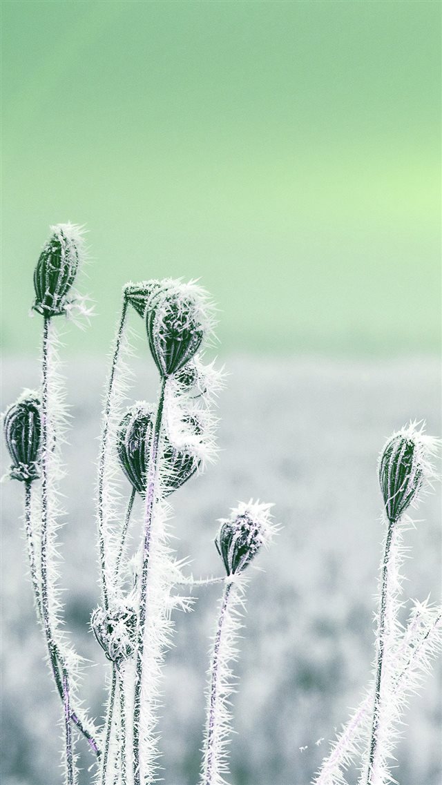 Snow Cold Winter Flower Bokeh Nature Flare Green iPhone 8 wallpaper 