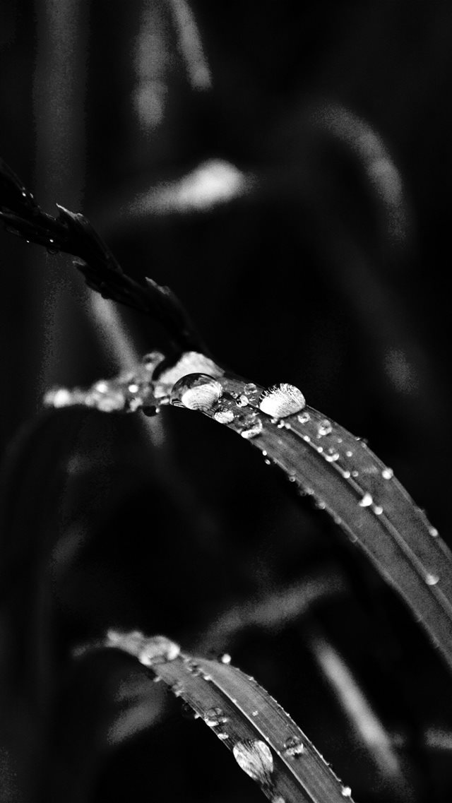 Grass Drop Water Rain Nature Forest Dark Bw iPhone 8 wallpaper 