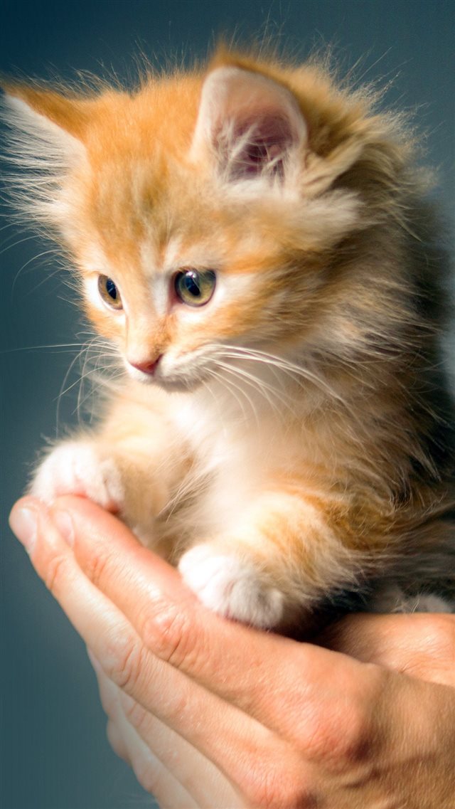 Animal Cute Kitten Cat Nature iPhone 8 wallpaper 