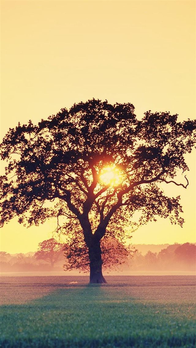Countryside Tree Sunset iPhone 8 wallpaper 
