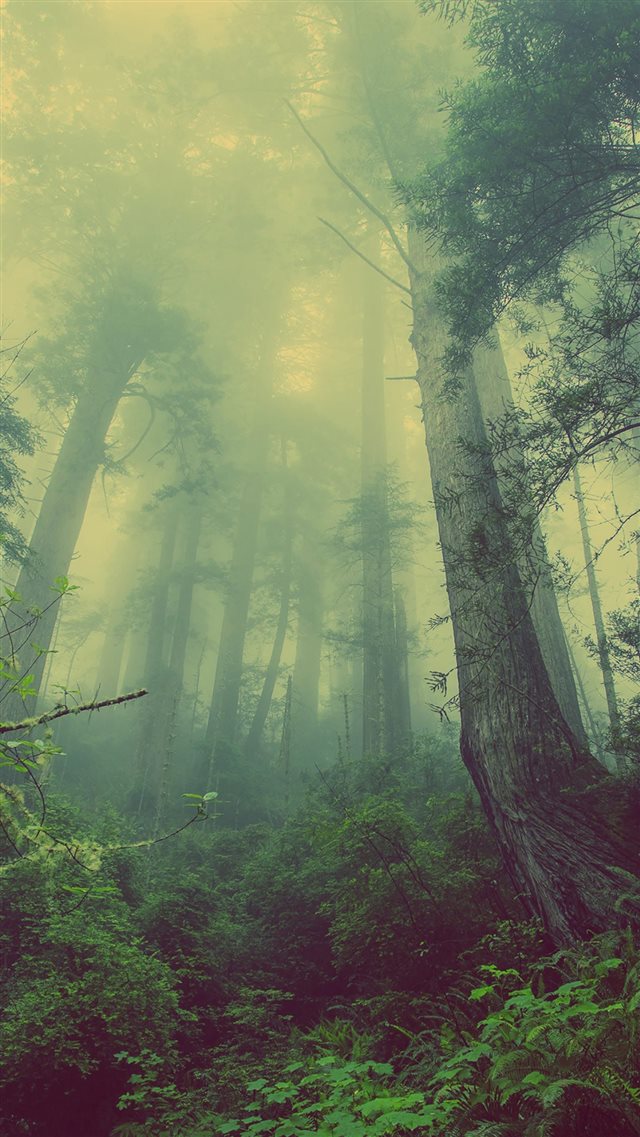 Green Forest Mist Fog iPhone 8 wallpaper 