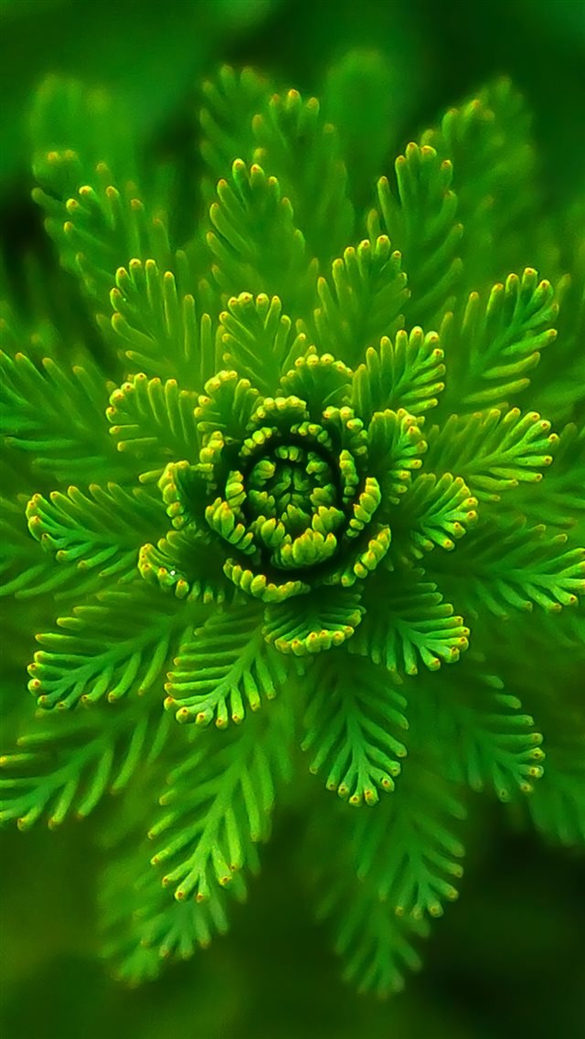 Algae Plant Macro Close Up iPhone 8 wallpaper 