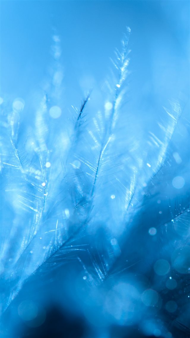 Feathers Close Up Blurred iPhone 8 wallpaper 