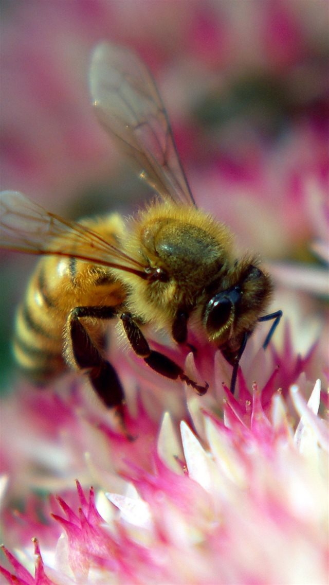 Flower Bee Pollination Insect iPhone 8 wallpaper 